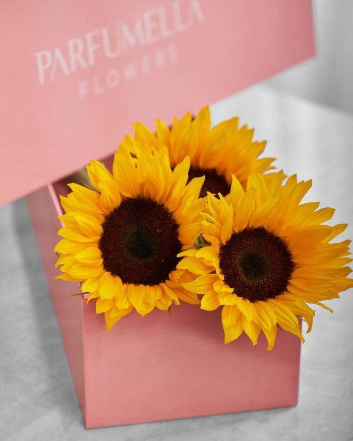 Sunflower in Pink Box