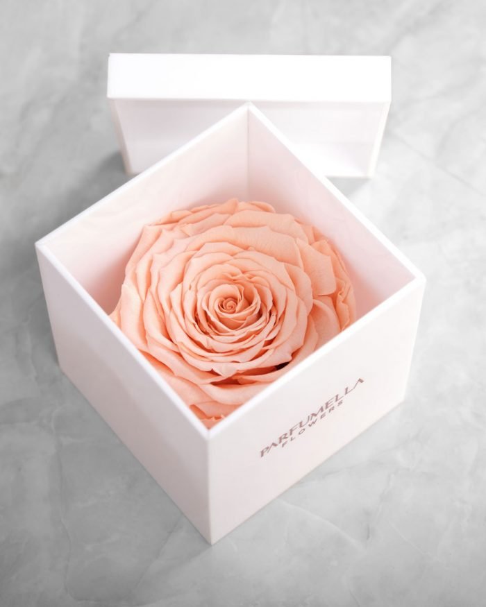 Eternal Peach Rose on White Acrylic