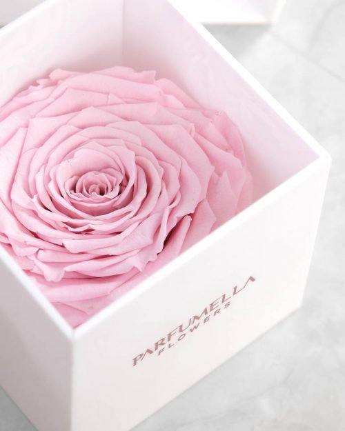 Eternal Pink Rose on White Acrylic