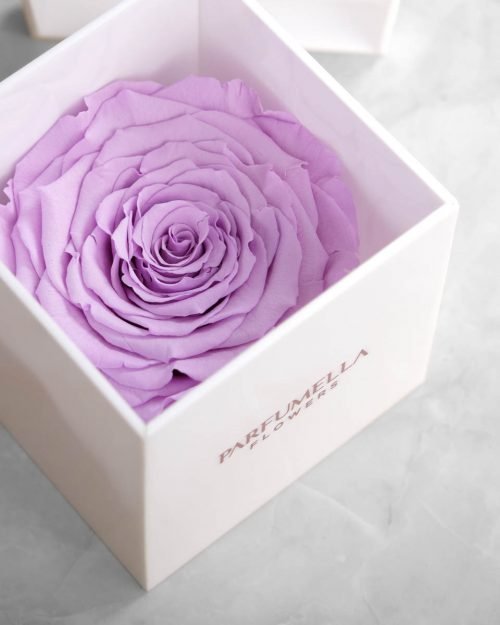 Eternal Purple Rose on White Acrylic