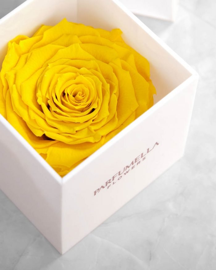 Eternal Yellow Rose on White Acrylic