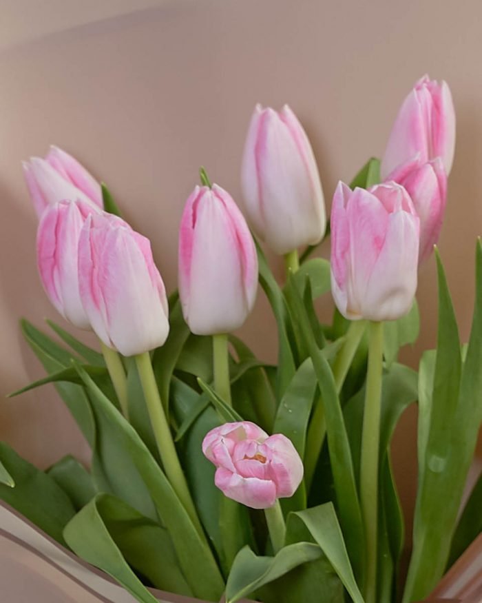Pink Kiss Tulip