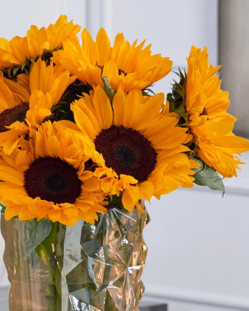 Oh My Sunflowers