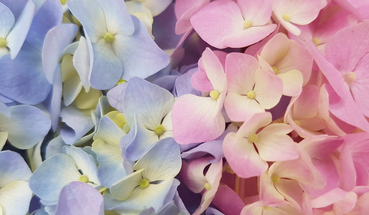 hydrangea get well soon flower