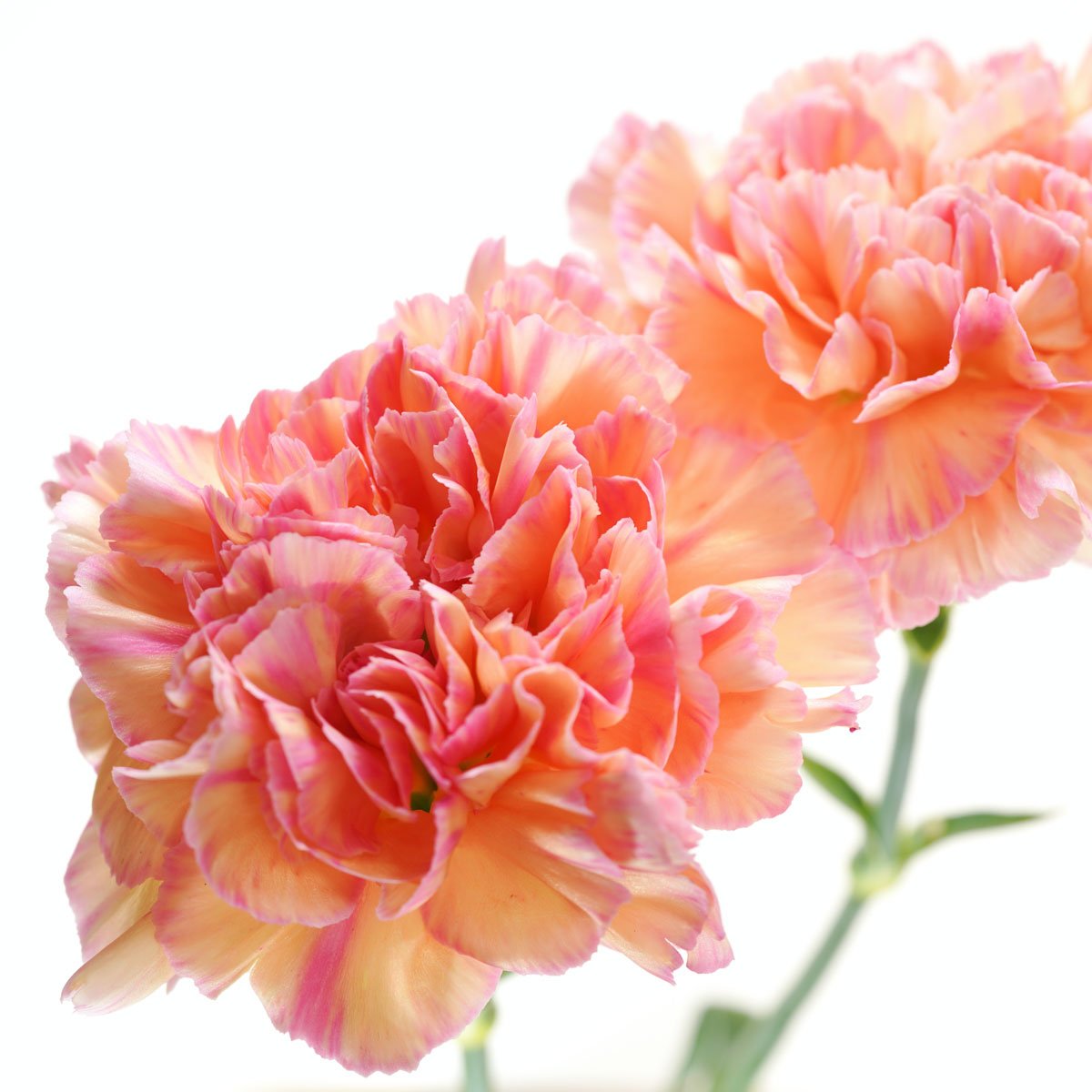 January Birthday Flower Carnation