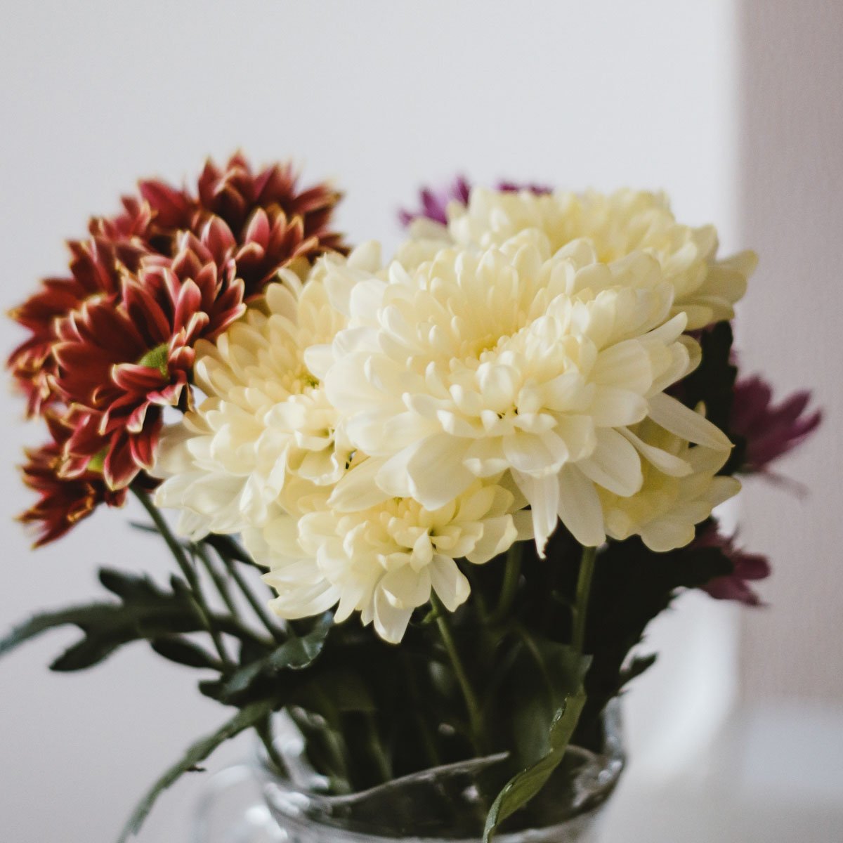 November Birthday – Chrysanthemum