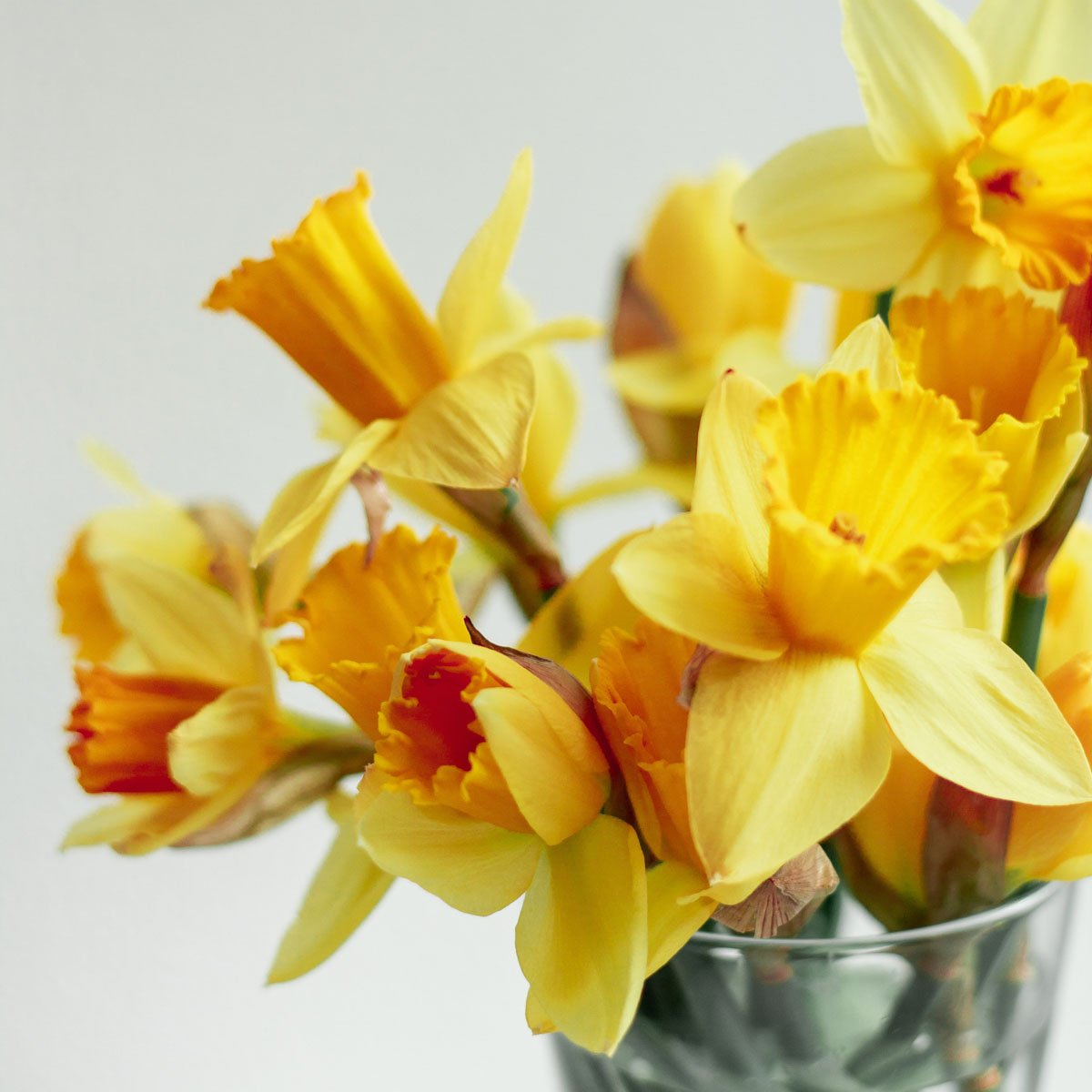 March Birthday Flower – Dafodil