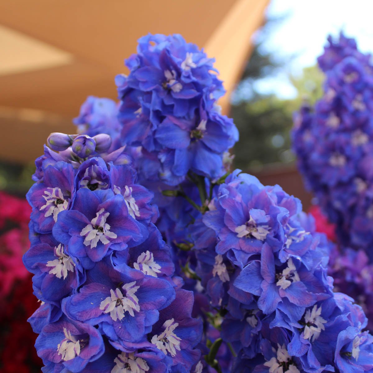 July Birthday Flower – Delphiniums