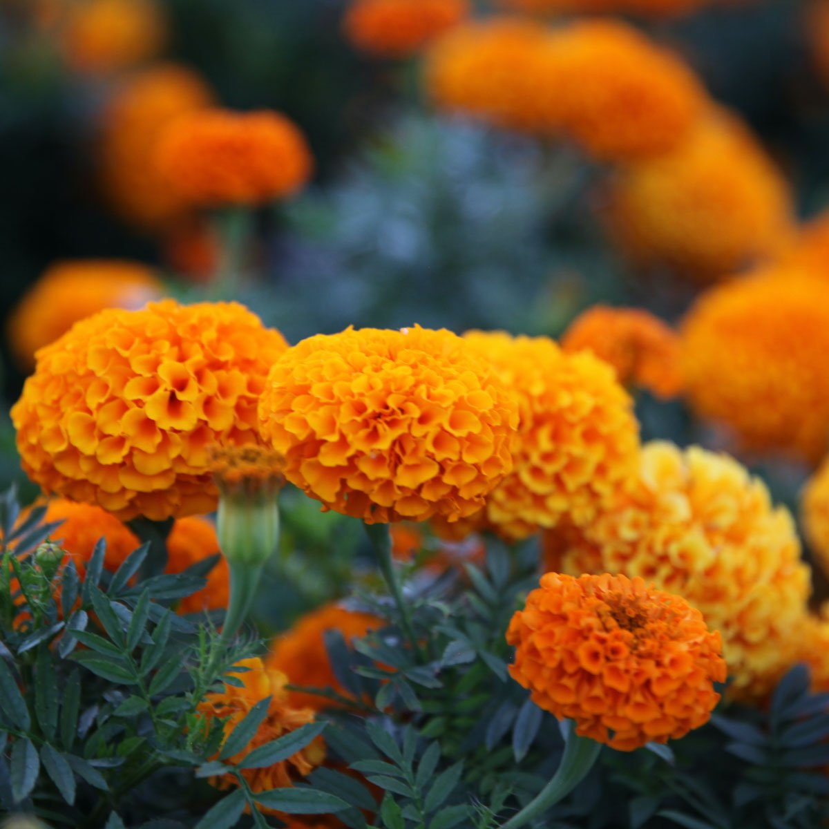 October Birthday Flower – Marigold