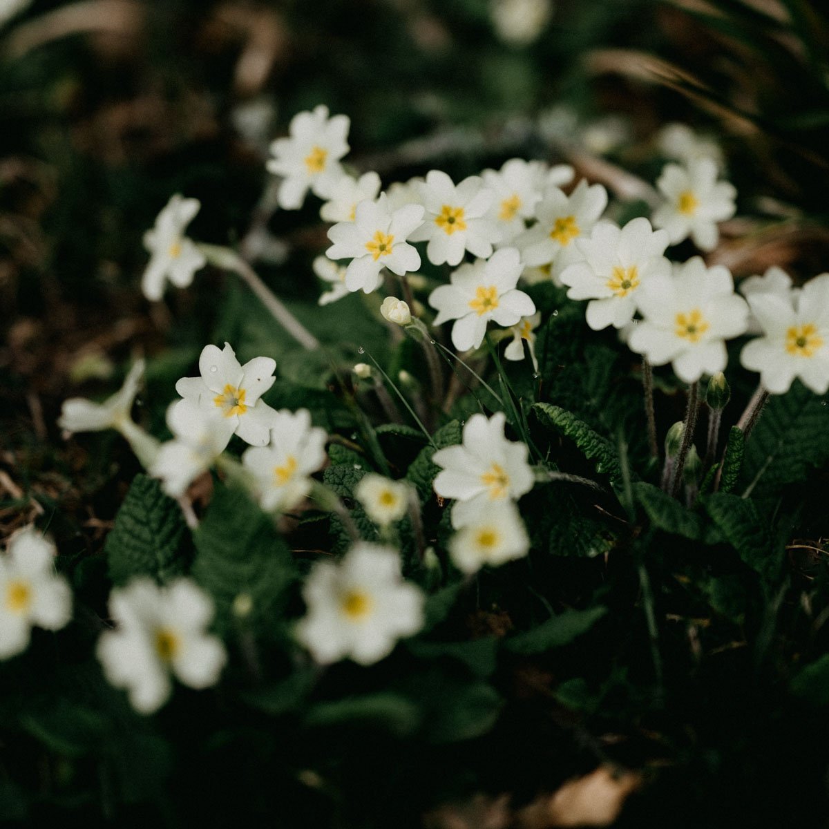 February Birthday Flower – Primrose
