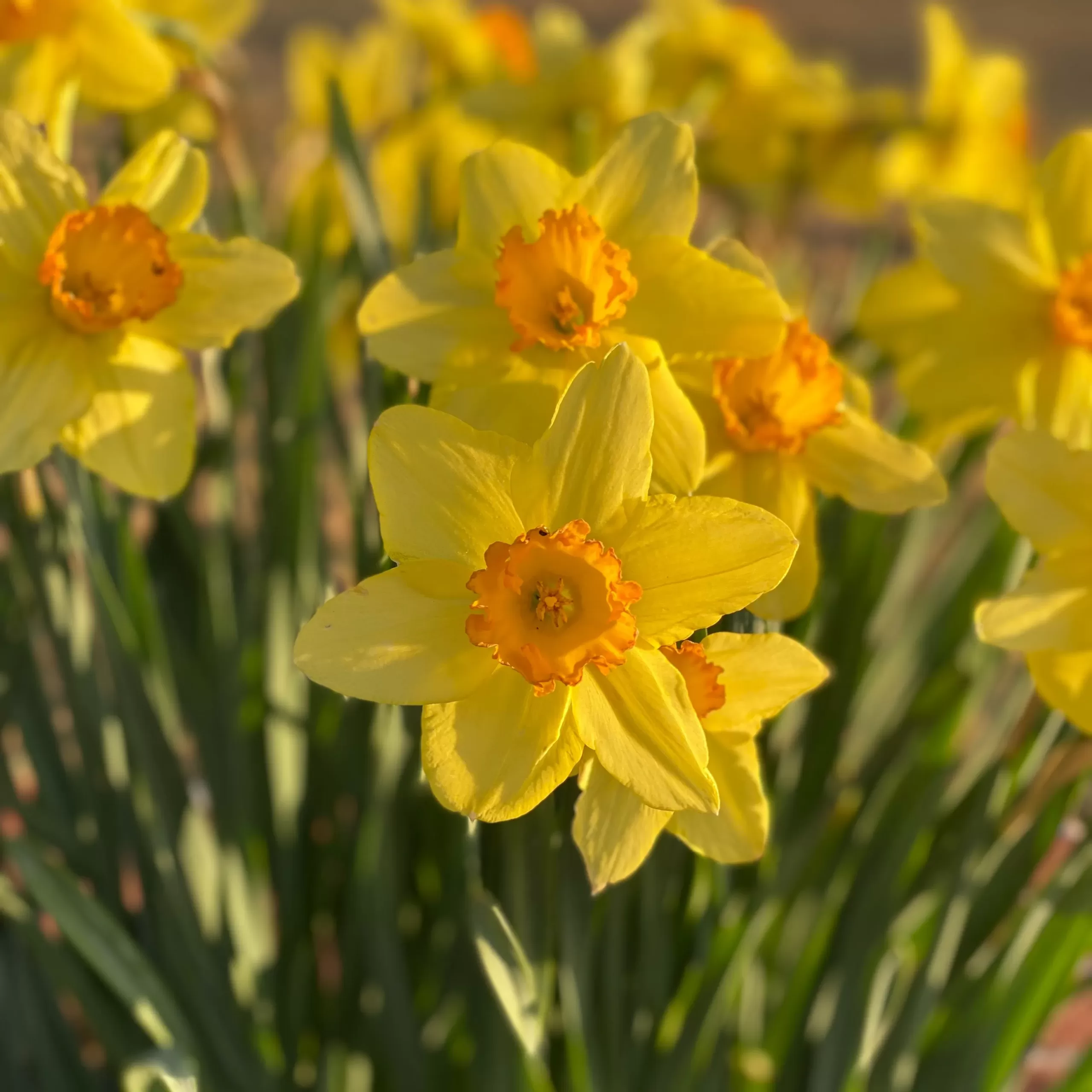 daffodils