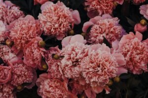 Carnations