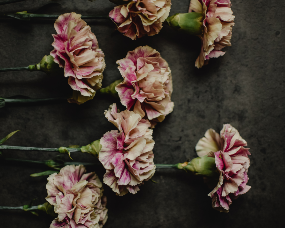 The Meaning and Symbolism of Carnation Flowers Parfumella Flowers