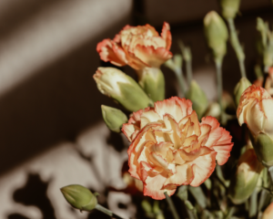 All You Need to Know About Carnation Meaning and Symbolism – April