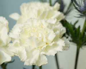 Yellow Carnation: Meaning, Symbolism, and Proper Occasions - A-Z Animals