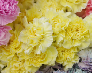 All You Need to Know About Carnation Meaning and Symbolism – April Flora