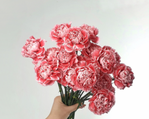 All You Need to Know About Carnation Meaning and Symbolism – April