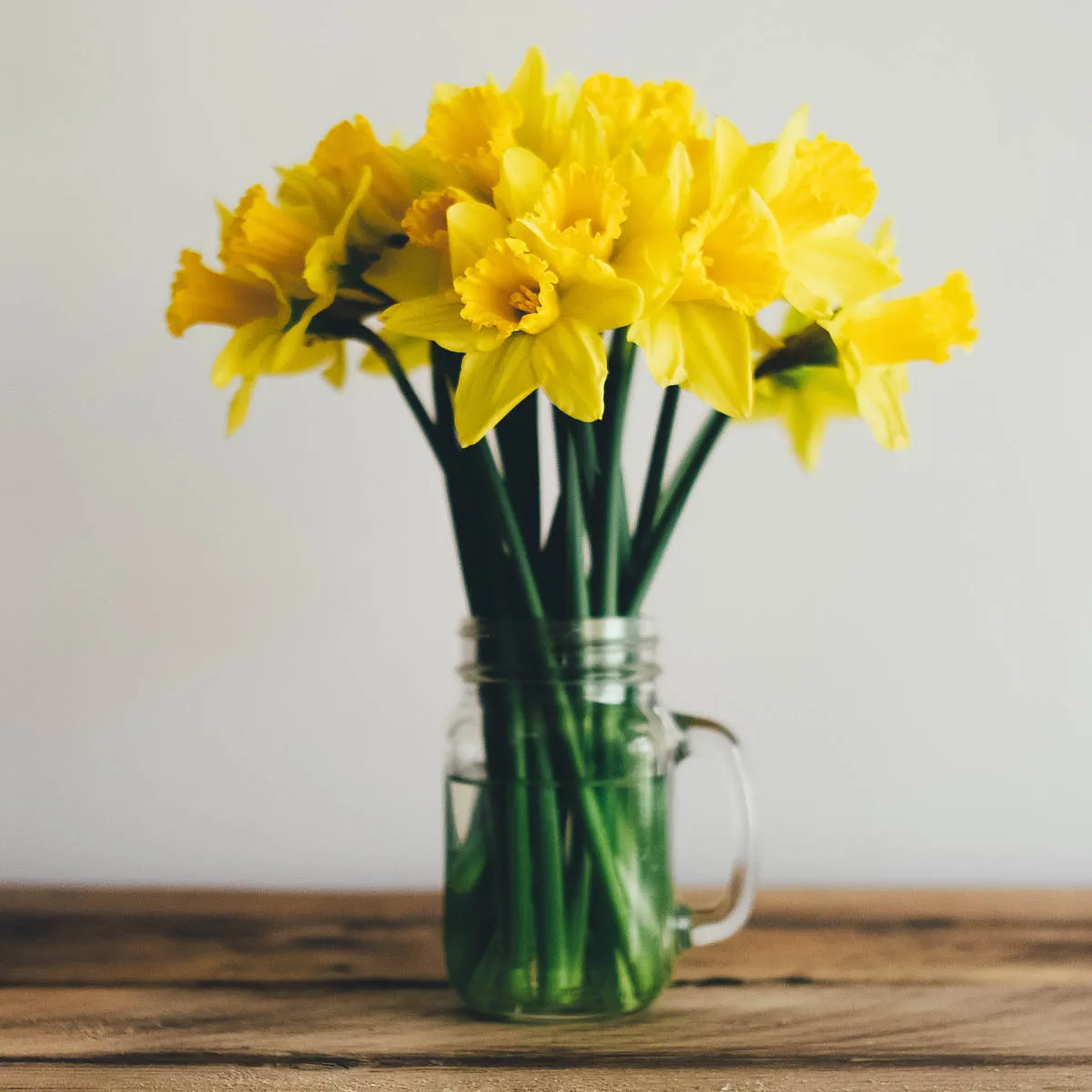 Daffodils