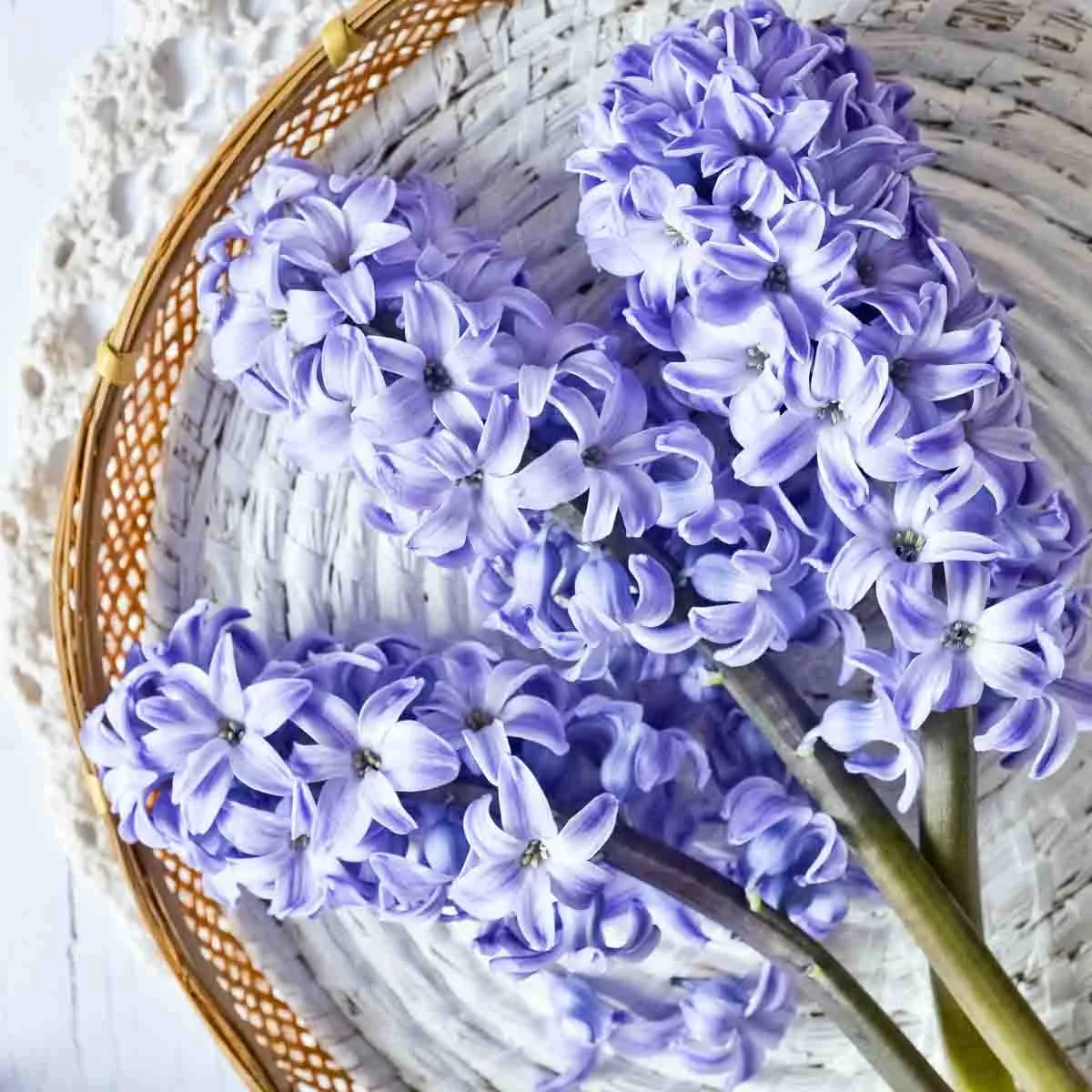 Hyacinths