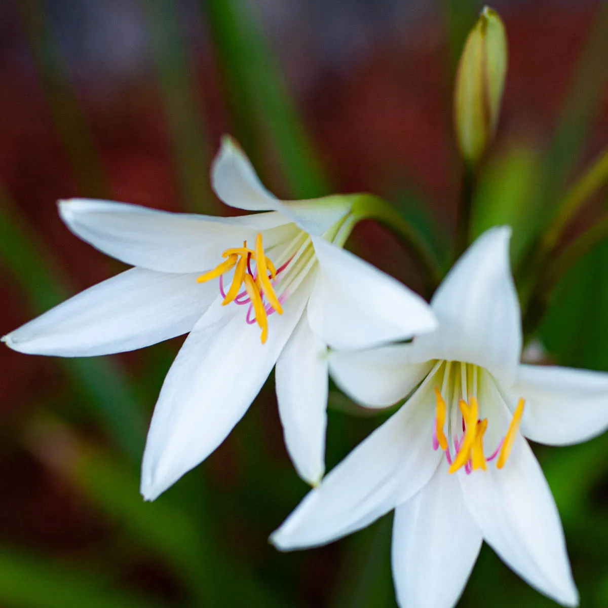 White Lily