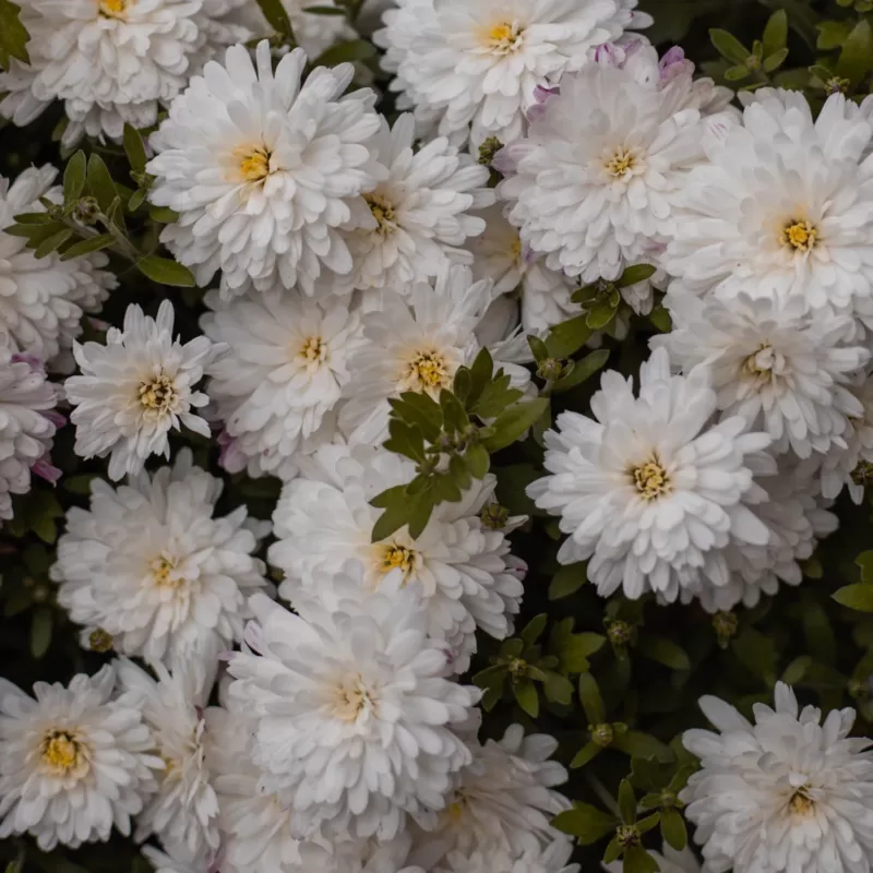 Chrysanthemum for graduation