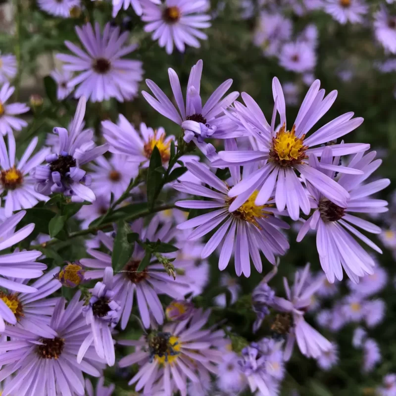 September Birth Flower: Aster