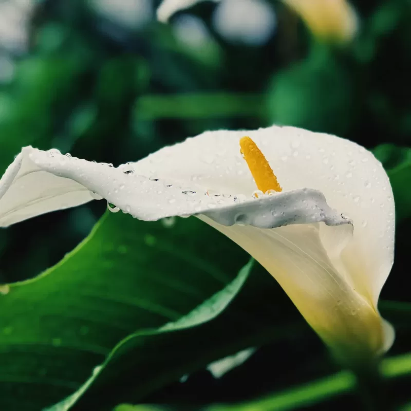 calla lilies for graduation