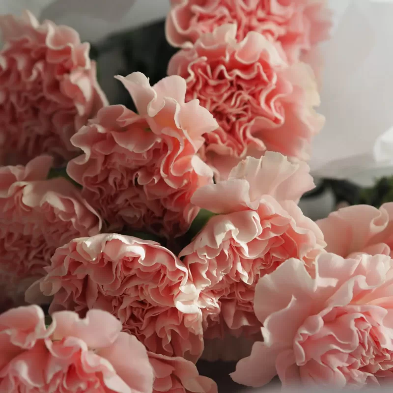 carnations for graduation