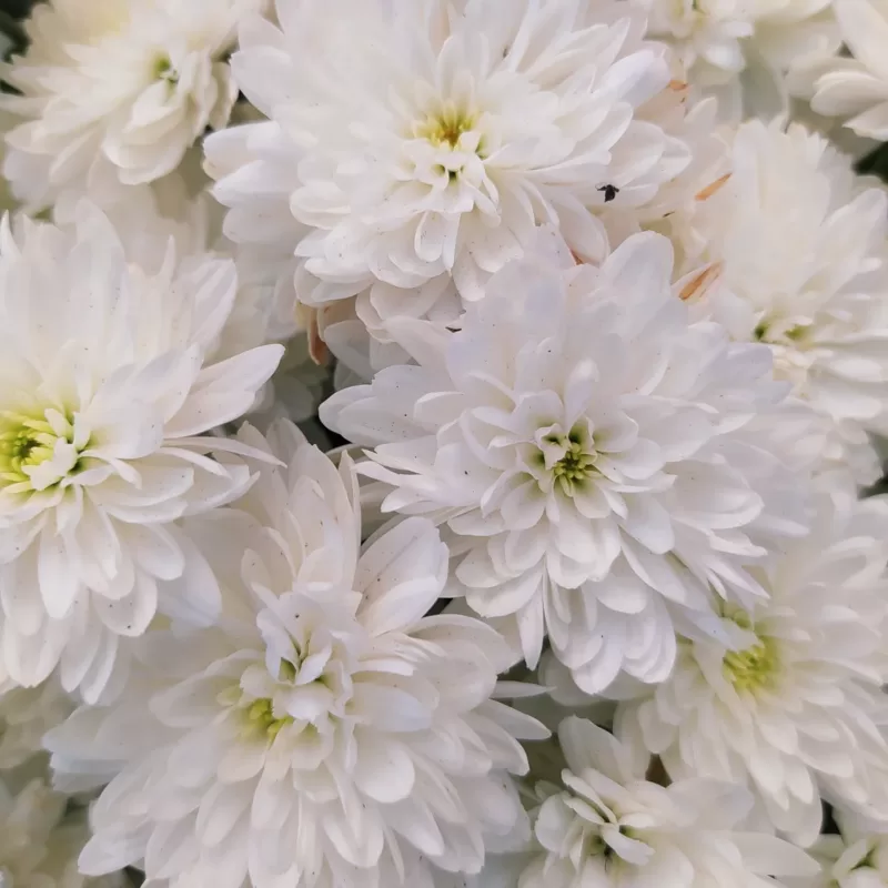 November Birth Flower: Chrysanthemum