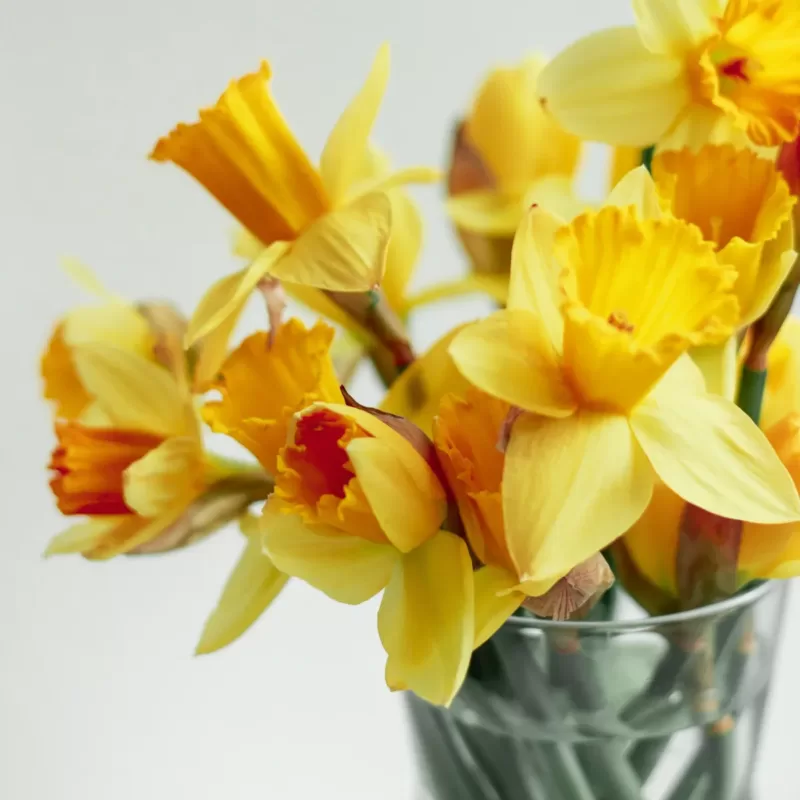 March Birth Flower: Daffodil