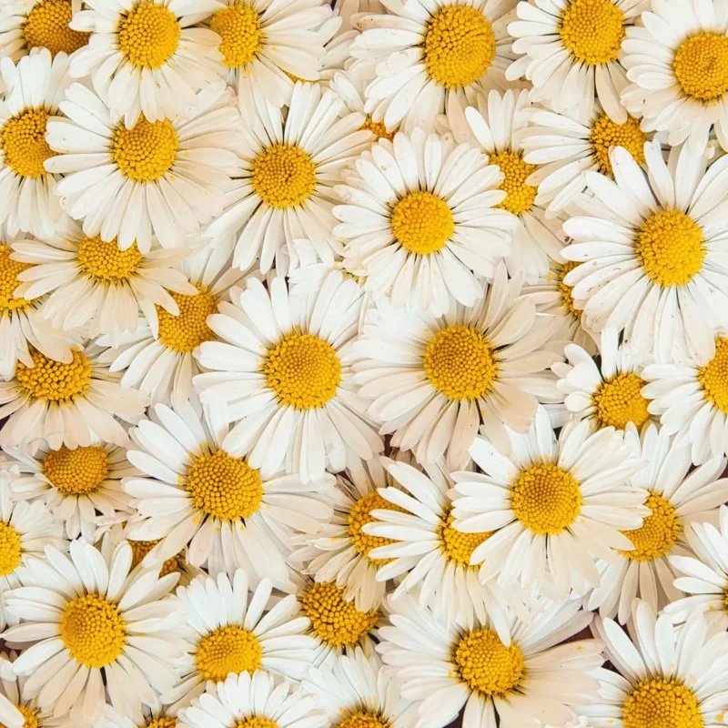 April Birth Flower: Daisy