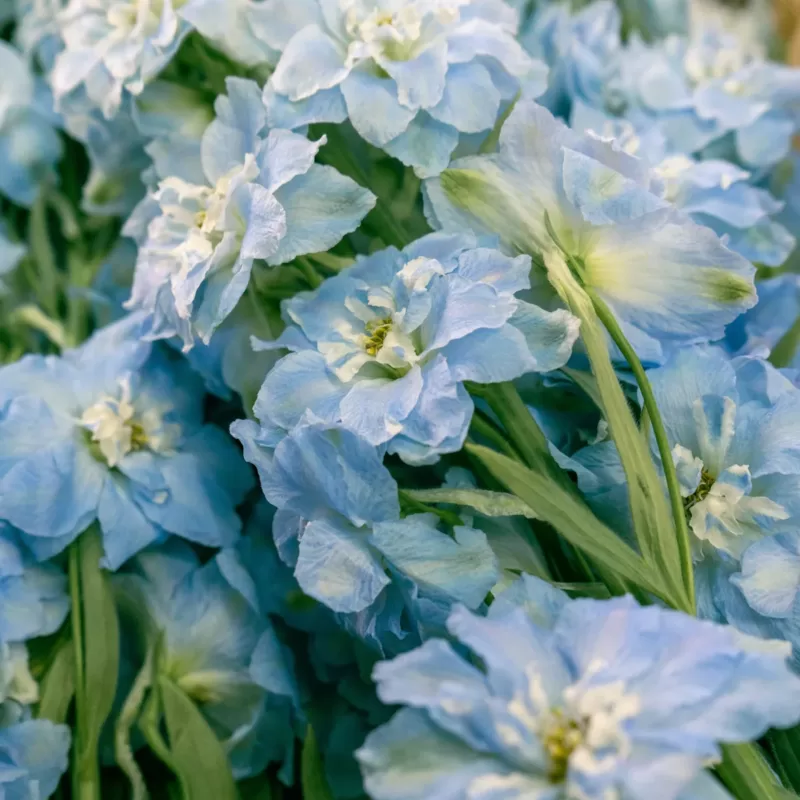 July Birth Flower: Delphinium