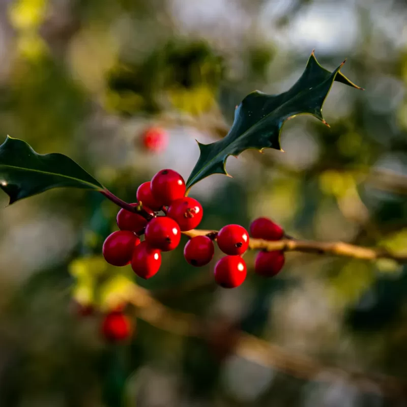 December Birth Flower: Holly and Poinsettia