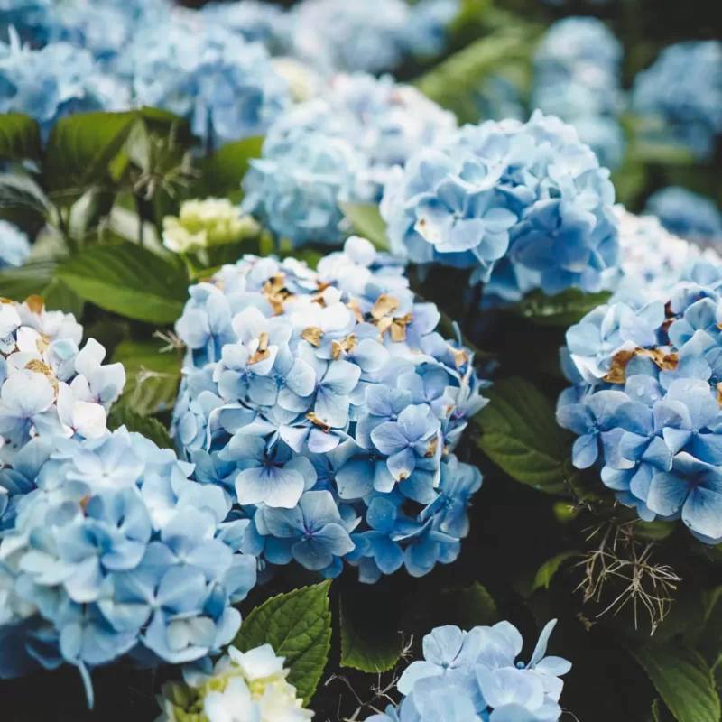 hydrangeas for graduation