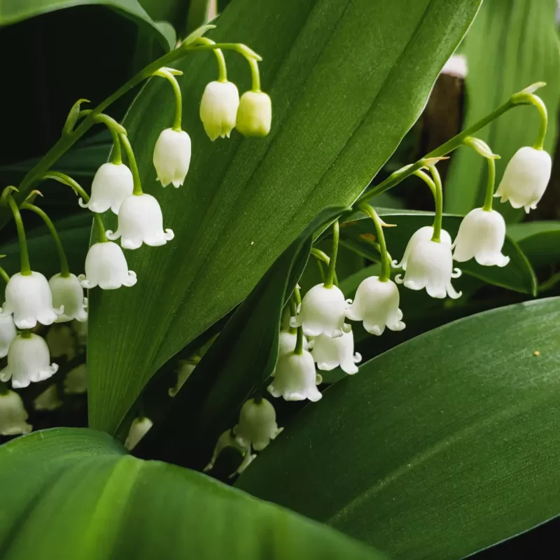 May Birth Flower: Lily of the Valley