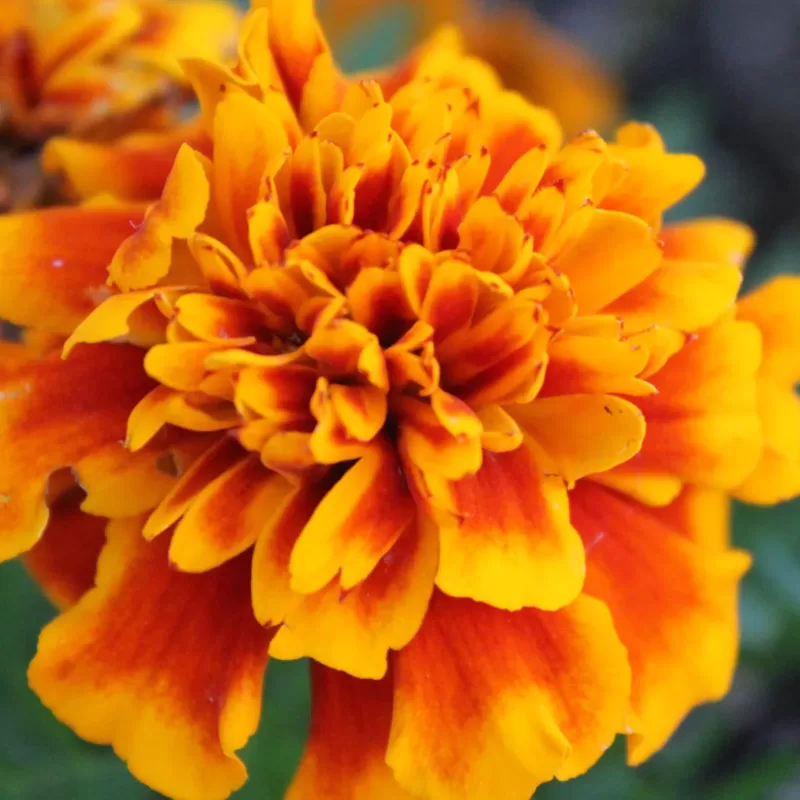 October Birth Flower: Marigold