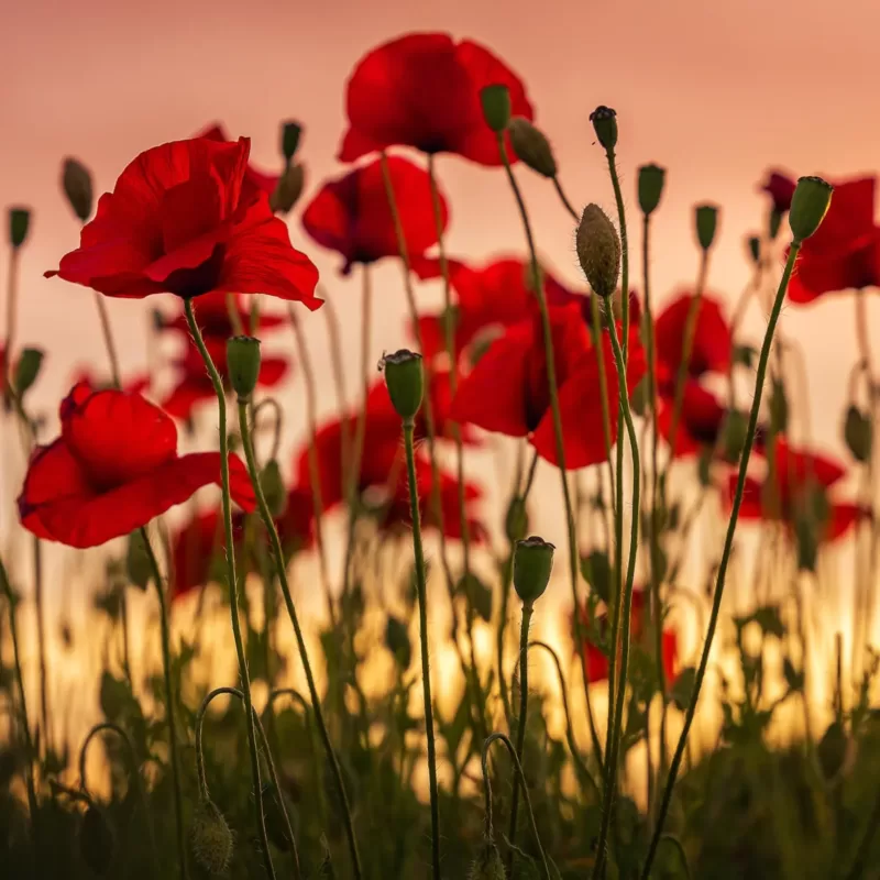 August Birth Flower: Poppy