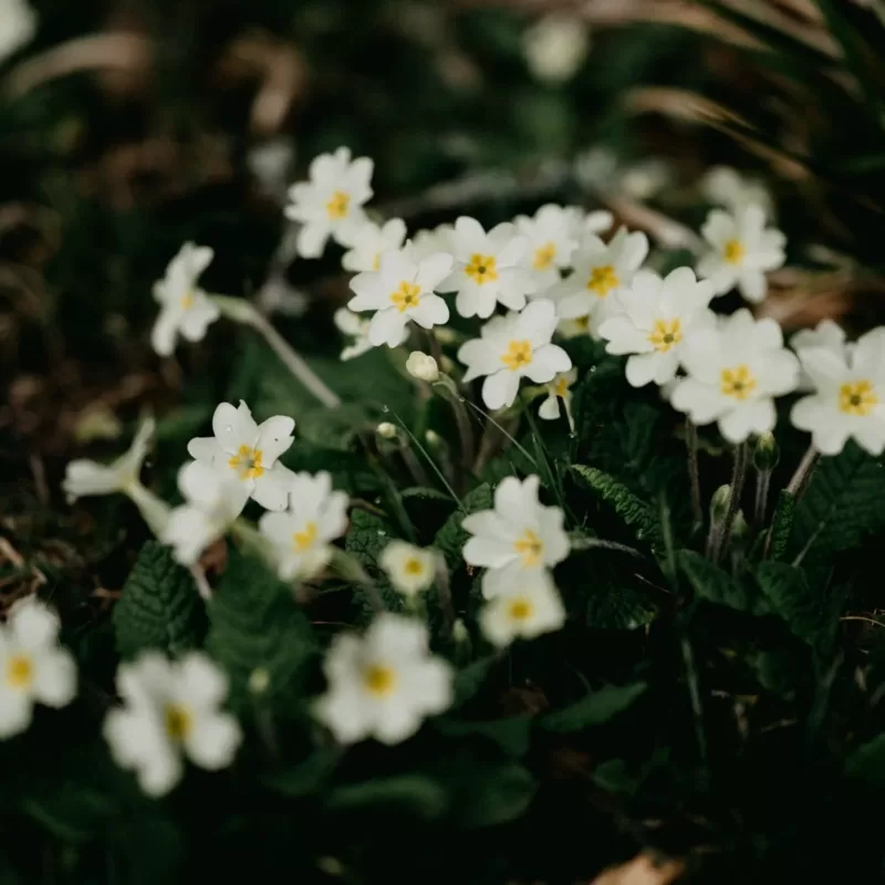 February Birth Flower: Primrose