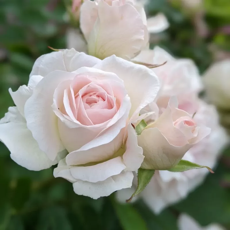 June Birth Flower: Rose